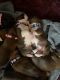 Boxer Puppies for sale in Waterford, PA 16441, USA. price: $1,800