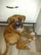 Boxer Puppies for sale in Topeka, KS, USA. price: $100