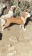 Boxer Puppies for sale in Baltimore, MD, USA. price: $600