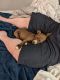 Boxer Puppies for sale in Lancaster, PA, USA. price: NA