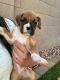 Boxer Puppies for sale in Goodyear, AZ, USA. price: $500