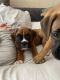 Boxer Puppies for sale in Stanton, CA, USA. price: NA