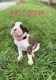 Boxer Puppies for sale in Murfreesboro, TN, USA. price: $800