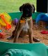 Boxer Puppies for sale in Duncannon, PA 17020, USA. price: $1,200