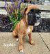 Boxer Puppies for sale in Wauseon, OH 43567, USA. price: $850