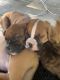 Boxer Puppies for sale in Collinsville, CT 06019, USA. price: $1,500