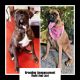 Boxer Puppies for sale in Norwalk, OH, USA. price: $750