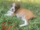 Boxer Puppies for sale in Lexington, TN 38351, USA. price: $60,000
