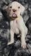 Boxer Puppies for sale in Clarksville, TN, USA. price: $300