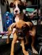 Boxer Puppies for sale in North Las Vegas, NV 89084, USA. price: $500