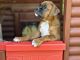 Boxer Puppies for sale in Dassel, MN 55325, USA. price: $1,500