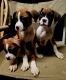 Boxer Puppies for sale in North Las Vegas, NV 89084, USA. price: $300