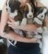 Boxer Puppies for sale in Fernley, NV 89408, USA. price: $300