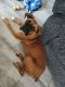 Boxer Puppies for sale in Sullivan, OH 44880, USA. price: $500