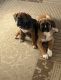 Boxer Puppies for sale in South St Paul, MN, USA. price: $1,200