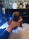 Boxer Puppies for sale in Clearfield, PA 16830, USA. price: $800