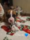 Boxer Puppies for sale in Gardners, PA 17324, USA. price: $800