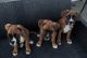 Boxer Puppies for sale in Houston, Texas. price: $500