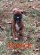 Boxer Puppies for sale in Hartsburg, MO 65039, USA. price: $900