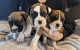 Boxer Puppies for sale in Alvarado, Minnesota. price: $50,000