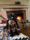 Boxer Puppies for sale in Corpus Christi, Texas. price: NA