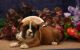 Boxer Puppies for sale in Philadelphia, Pennsylvania. price: $400