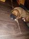 Boxer Puppies for sale in Warfordsburg, Pennsylvania. price: $1,000