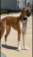 Boxer Puppies for sale in Houston, Texas. price: $2,500