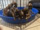 Boxer Puppies for sale in Las Vegas, Nevada. price: $600