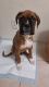 Boxer Puppies for sale in Clearwater, Florida. price: $300