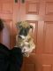 Boxer Puppies for sale in Martinsburg, WV, USA. price: $1,100