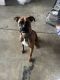 Boxer Puppies for sale in Ceres, California. price: NA