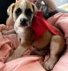 Boxer Puppies for sale in San Antonio, Texas. price: $350