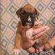 Boxer Puppies for sale in Longwood, Florida. price: $1,500