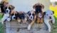Boxer Puppies for sale in Little Rock, Arkansas. price: $400
