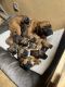 Boxer Puppies for sale in Sacramento, California. price: $700
