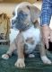 Boxer Puppies for sale in Colorado Sporings, Colorado. price: NA