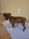 Boxer Puppies for sale in Lewisville, Texas. price: $350