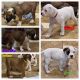 Boxer Puppies for sale in Arlington, Texas. price: $1,500