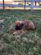 Boxer Puppies for sale in Rogersville, Tennessee. price: $300