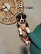 Boxer Puppies for sale in London, Ohio. price: NA