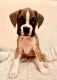 Boxer Puppies for sale in Lewistown, Montana. price: $800