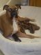 Boxer Puppies for sale in North Grosvenor Dale, Thompson, CT 06255, USA. price: $1,300