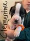 Boxer Puppies for sale in Killeen St, Killeen, TX 76541, USA. price: $400