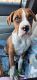 Boxer Puppies for sale in Akron, Ohio. price: $550