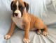 Boxer Puppies for sale in Sunapee, NH, USA. price: $400