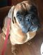 Boxer Puppies for sale in Canton Center, Canton, CT, USA. price: $400