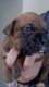 Boxer Puppies for sale in Hartford, CT, USA. price: $1,300