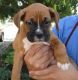 Boxer Puppies for sale in Kansas City, MO, USA. price: NA