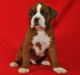 Boxer Puppies for sale in Lakewood, CO, USA. price: $500